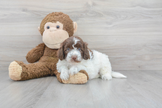 Cockapoo Pup Being Cute