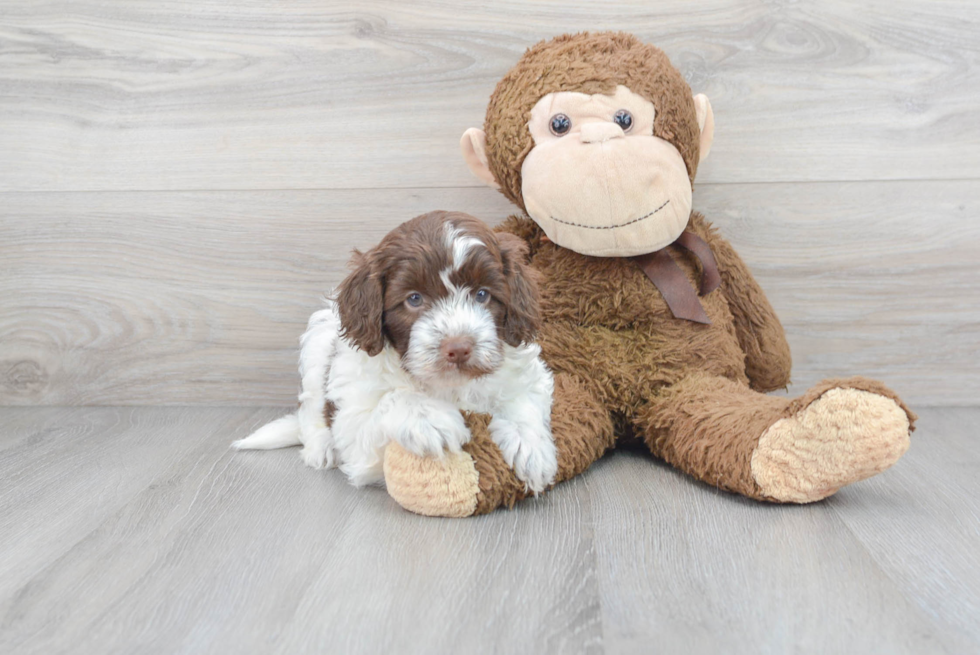 Fluffy Cockapoo Poodle Mix Pup