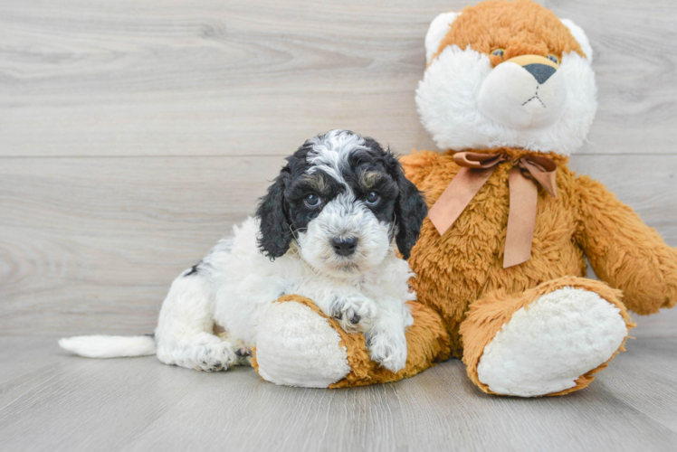 Cockapoo Puppy for Adoption