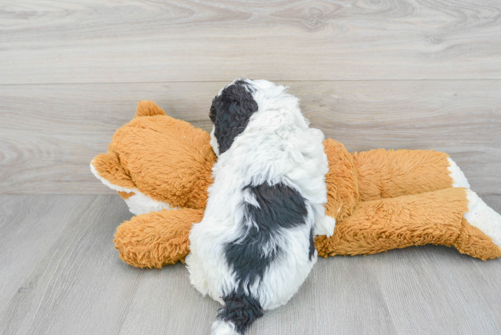 Best Cockapoo Baby