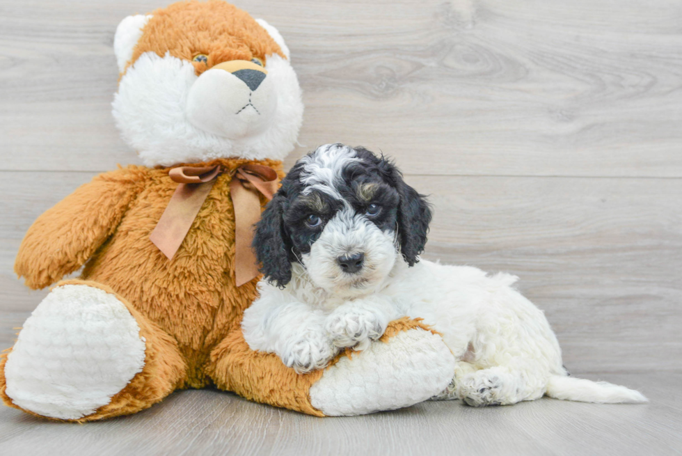 Best Cockapoo Baby