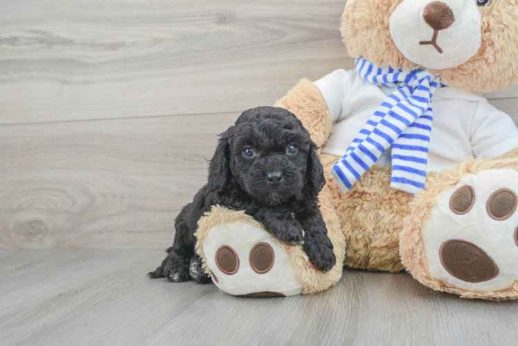 Petite Cockapoo Poodle Mix Pup