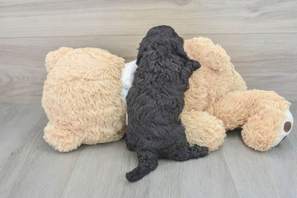 Smart Cockapoo Poodle Mix Pup