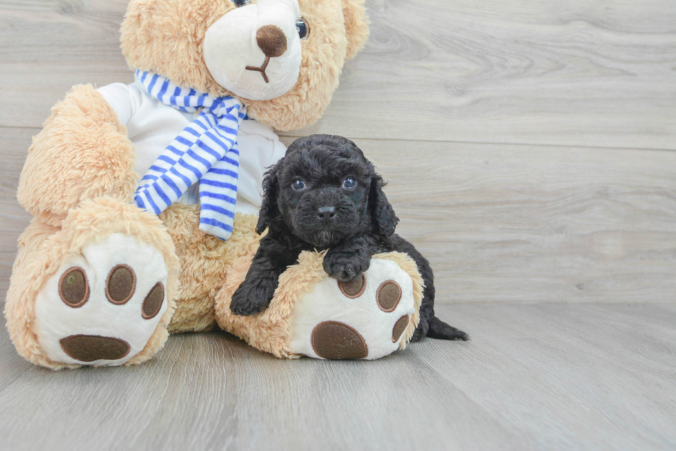 Cockapoo Puppy for Adoption