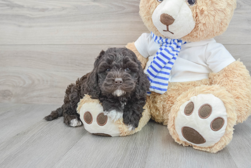 Best Cockapoo Baby
