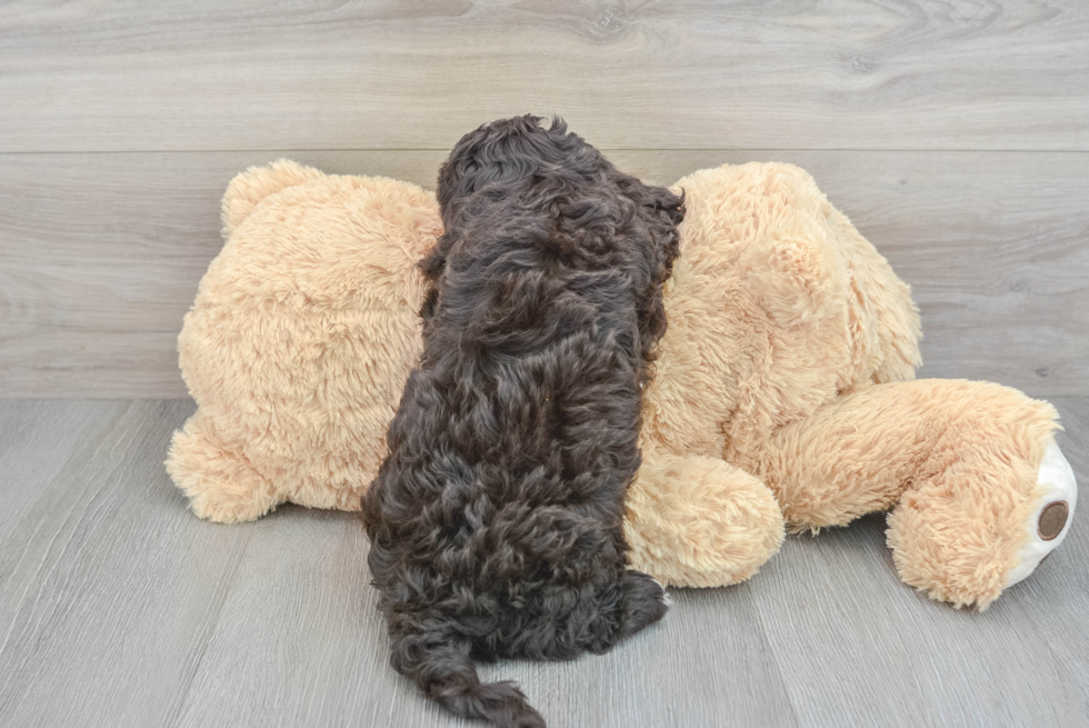 Energetic Cockerpoo Poodle Mix Puppy