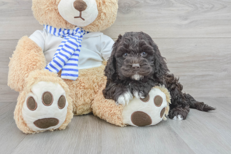 Popular Cockapoo Poodle Mix Pup