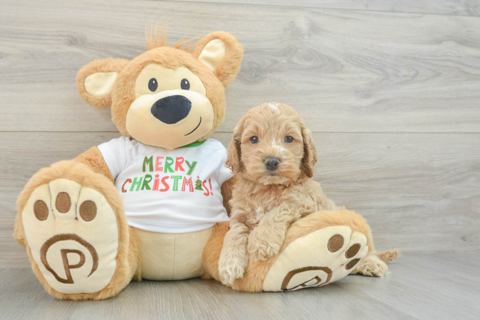 Petite Cockapoo Poodle Mix Pup