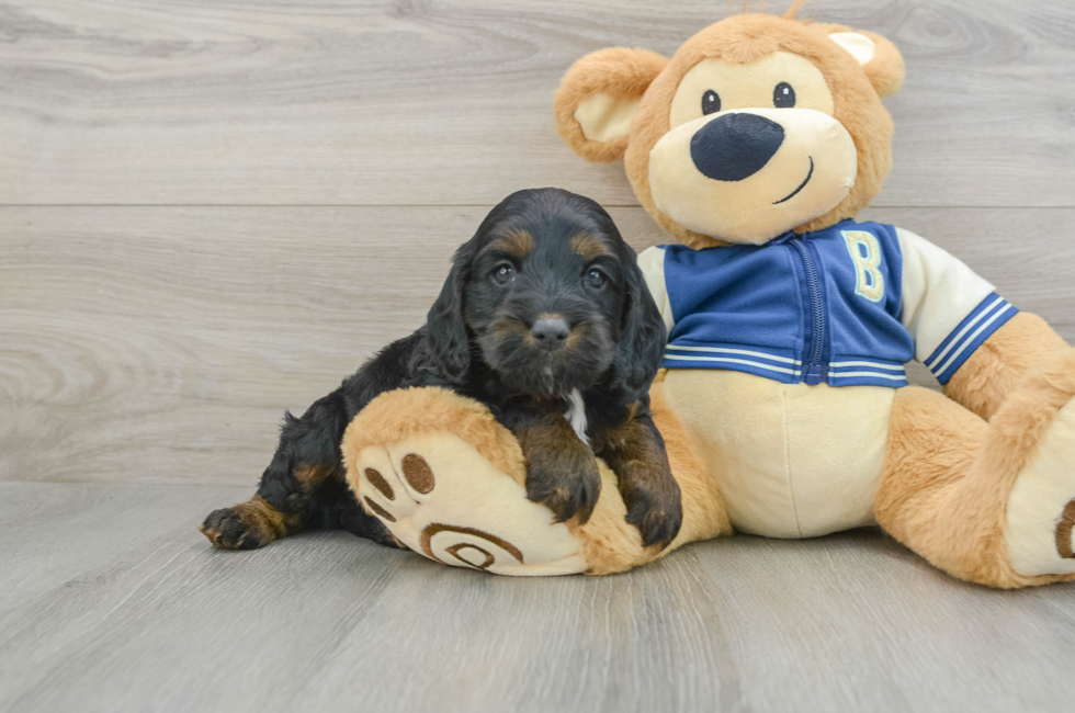 5 week old Cockapoo Puppy For Sale - Premier Pups