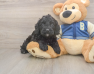 6 week old Cockapoo Puppy For Sale - Premier Pups