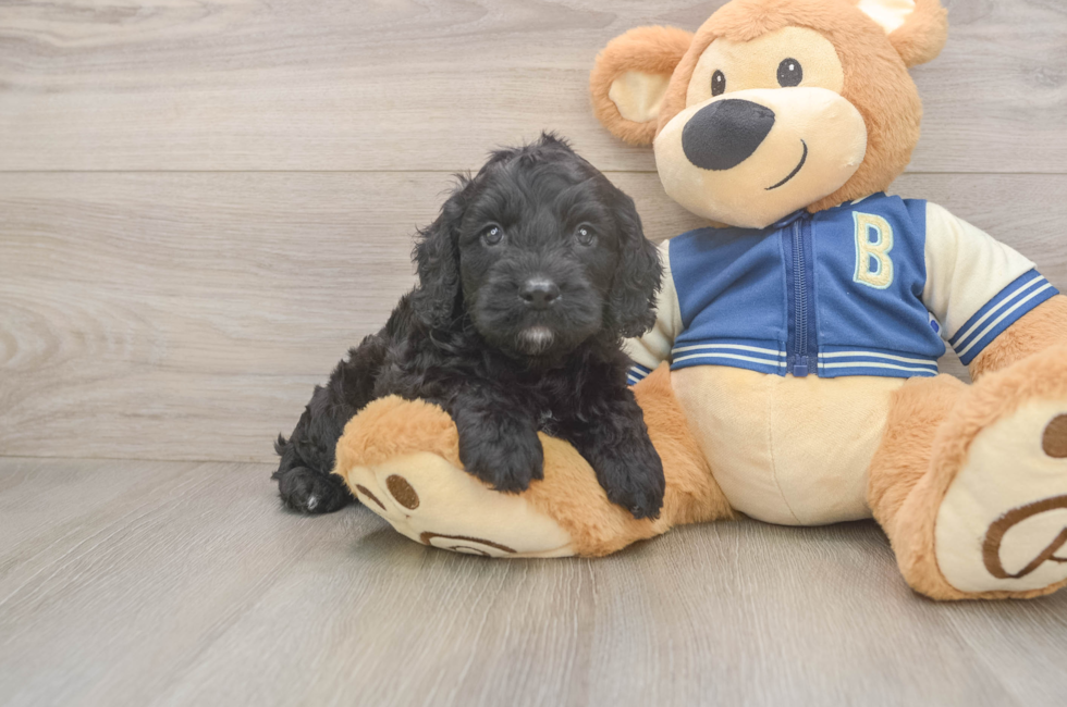 5 week old Cockapoo Puppy For Sale - Premier Pups