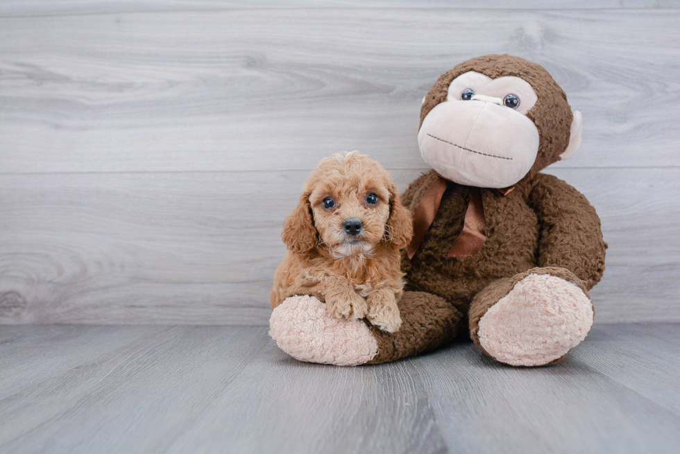 Sweet Cockapoo Baby