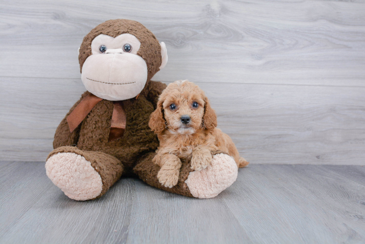 Hypoallergenic Cockerpoo Poodle Mix Puppy