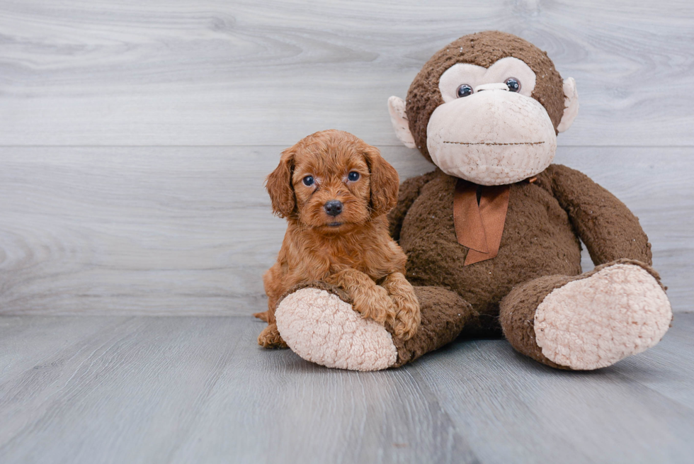 Small Cockapoo Baby