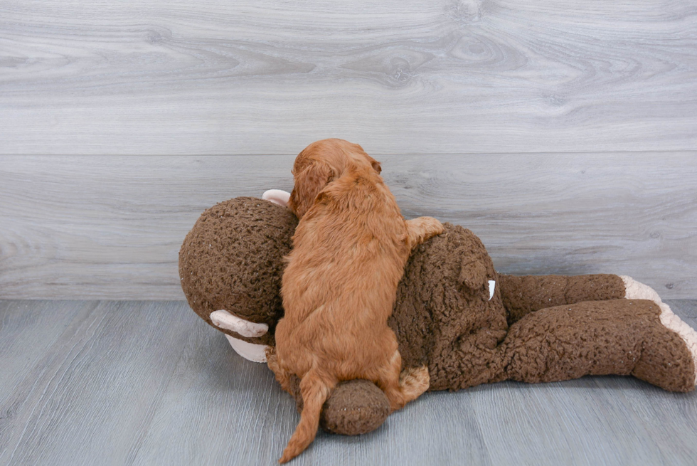 Best Cockapoo Baby