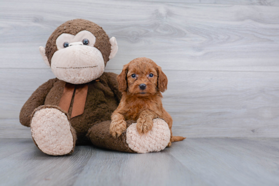 Cockapoo Pup Being Cute