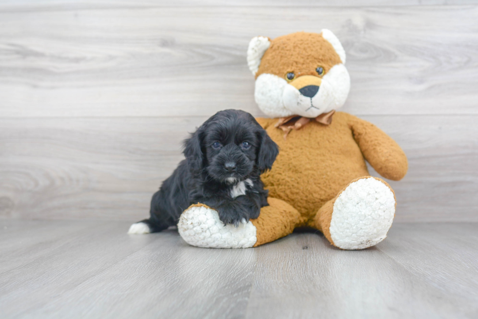 Smart Cockapoo Poodle Mix Pup