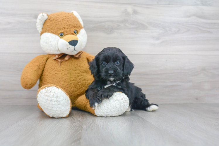 Cockapoo Puppy for Adoption