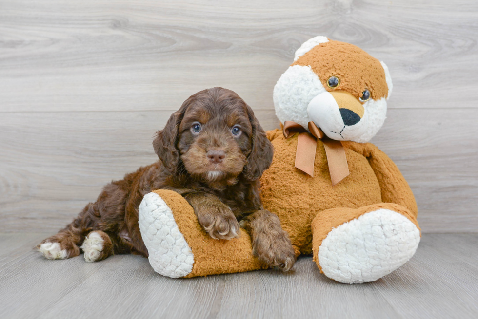 Best Cockapoo Baby