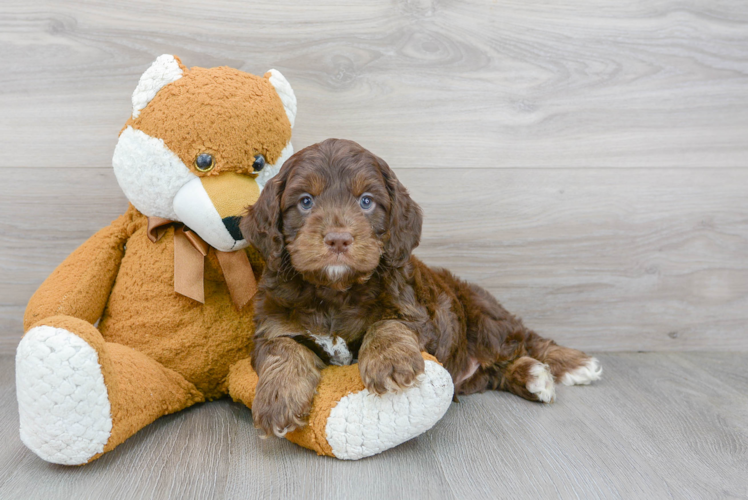 Playful Cockerpoo Poodle Mix Puppy