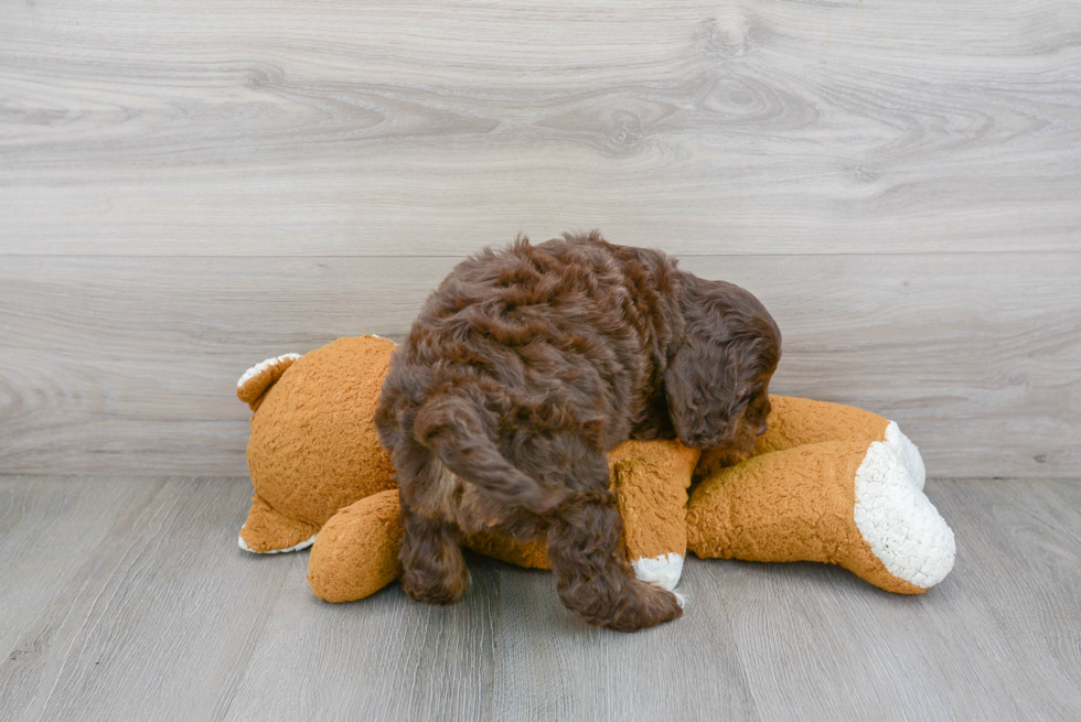 Best Cockapoo Baby