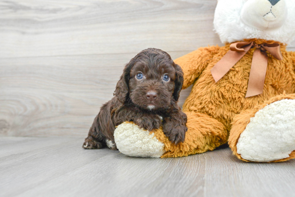 Happy Cockapoo Baby