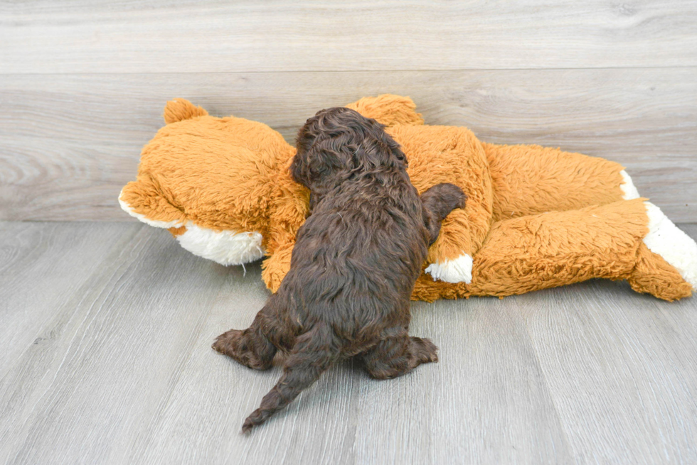 Fluffy Cockapoo Poodle Mix Pup