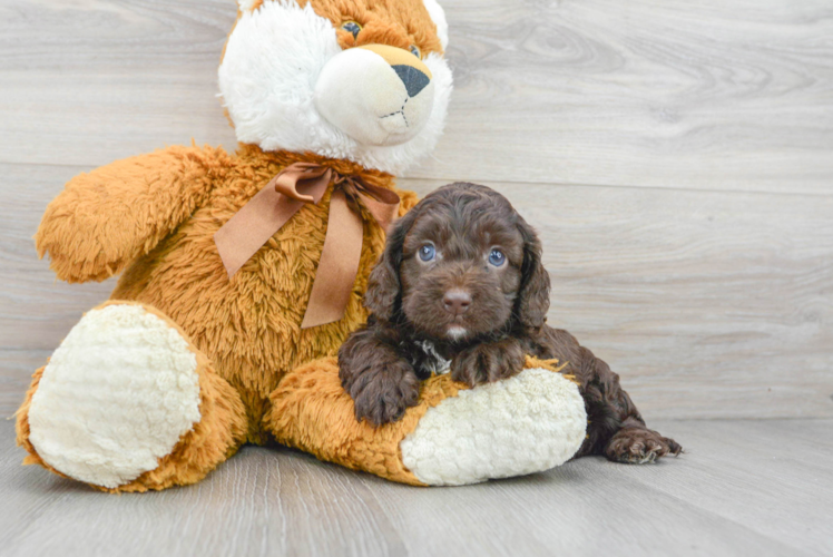 Cute Cockapoo Baby