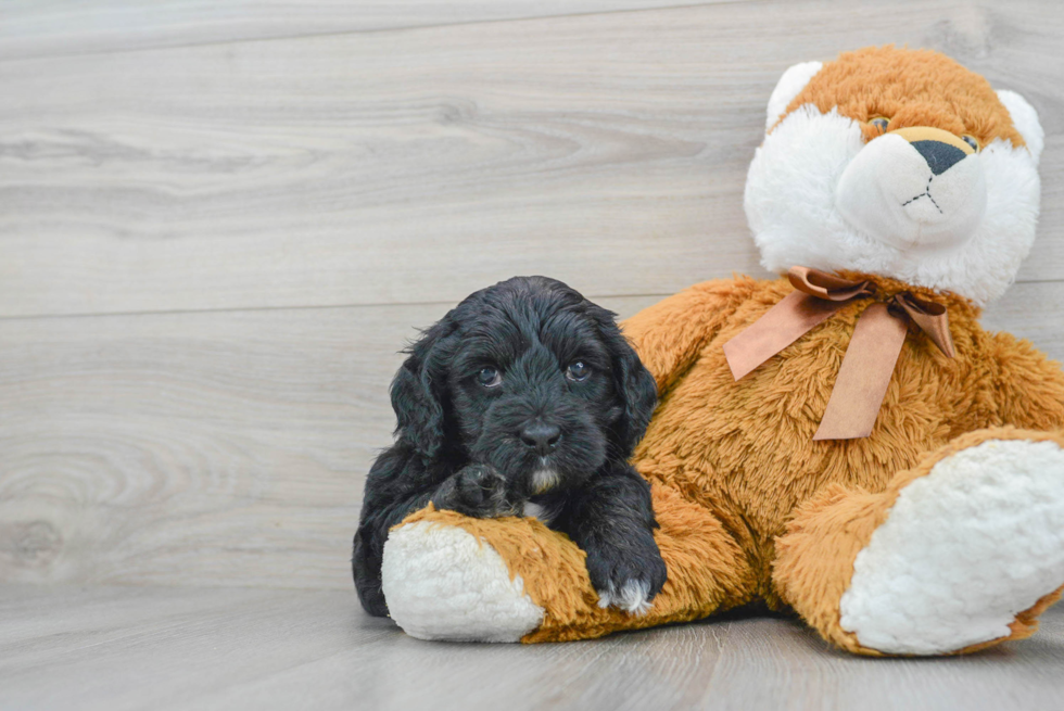 Cockapoo Puppy for Adoption