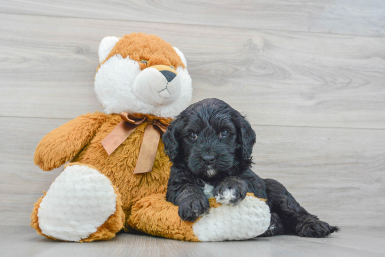 Cockapoo Pup Being Cute