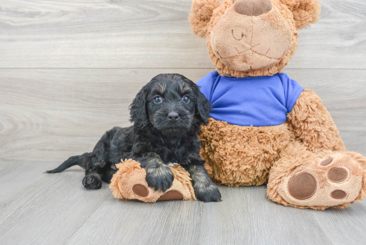 Little Cockerpoo Poodle Mix Puppy