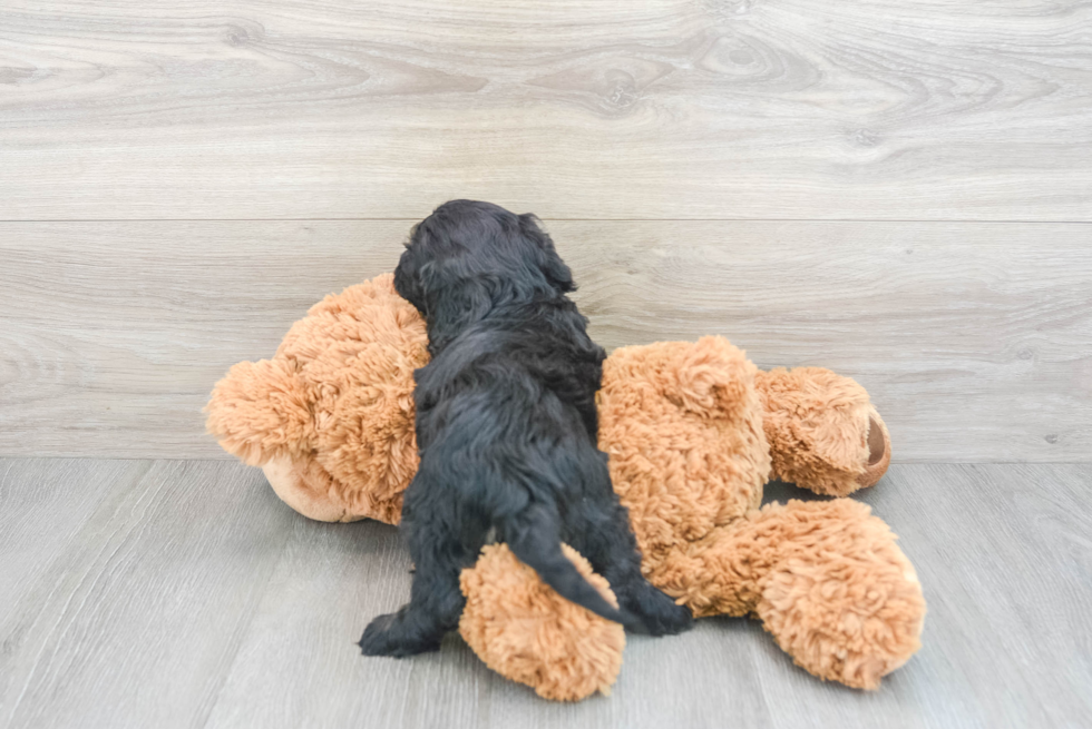 Friendly Cockapoo Baby