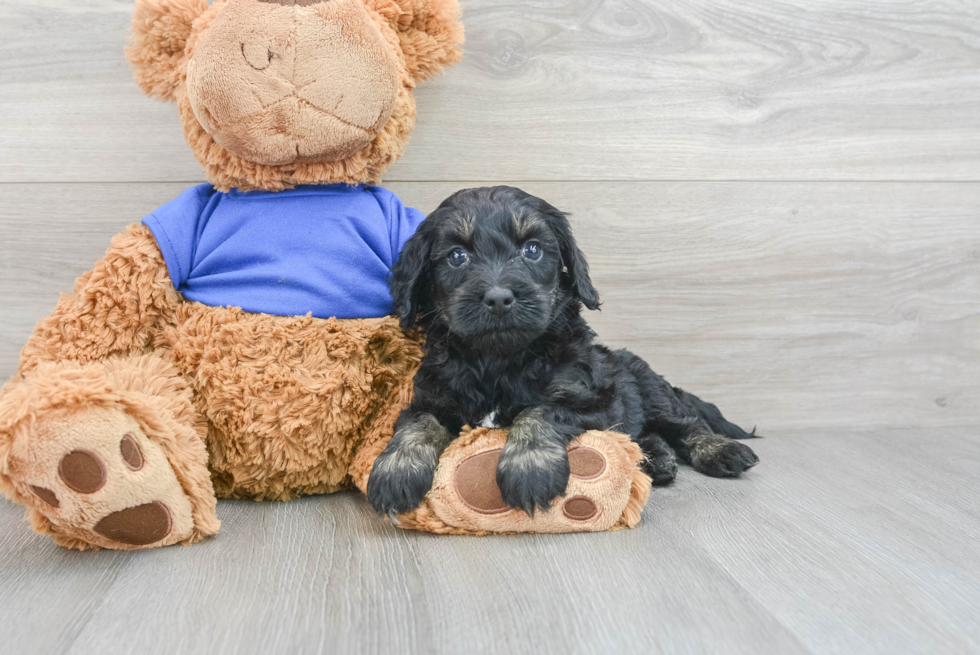 Hypoallergenic Cockerpoo Poodle Mix Puppy