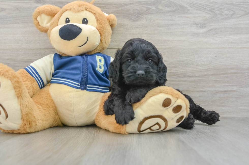 5 week old Cockapoo Puppy For Sale - Premier Pups