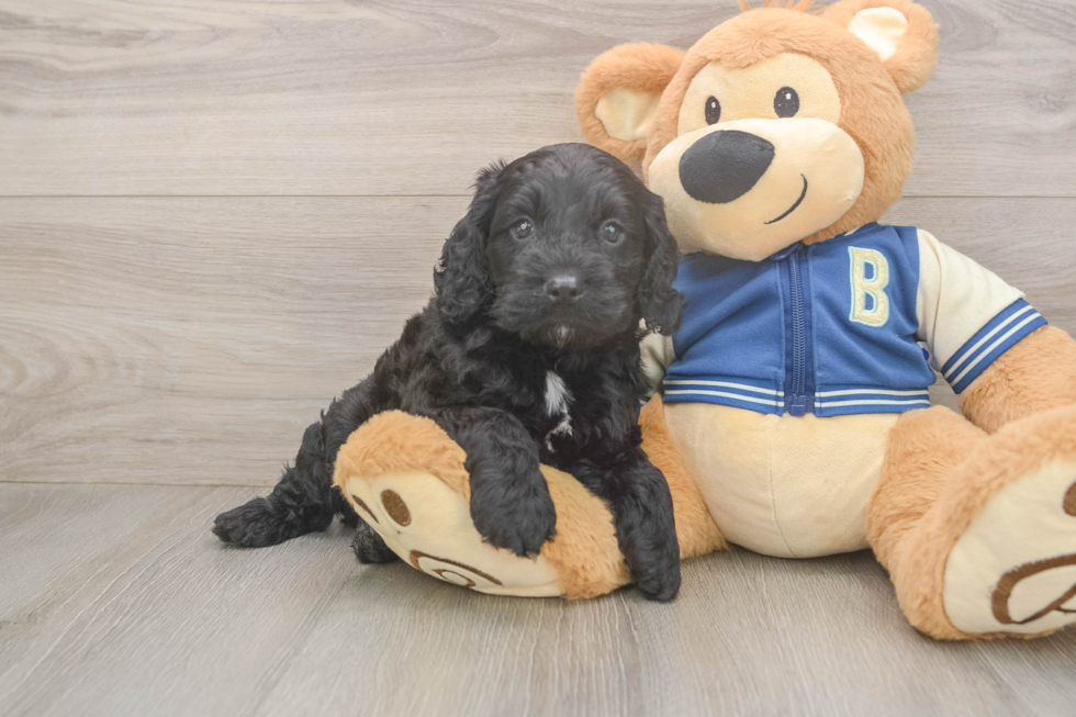 Best Cockapoo Baby