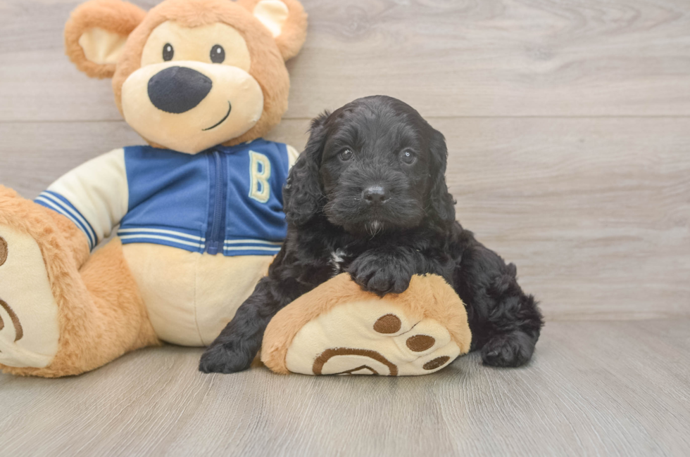 5 week old Cockapoo Puppy For Sale - Premier Pups