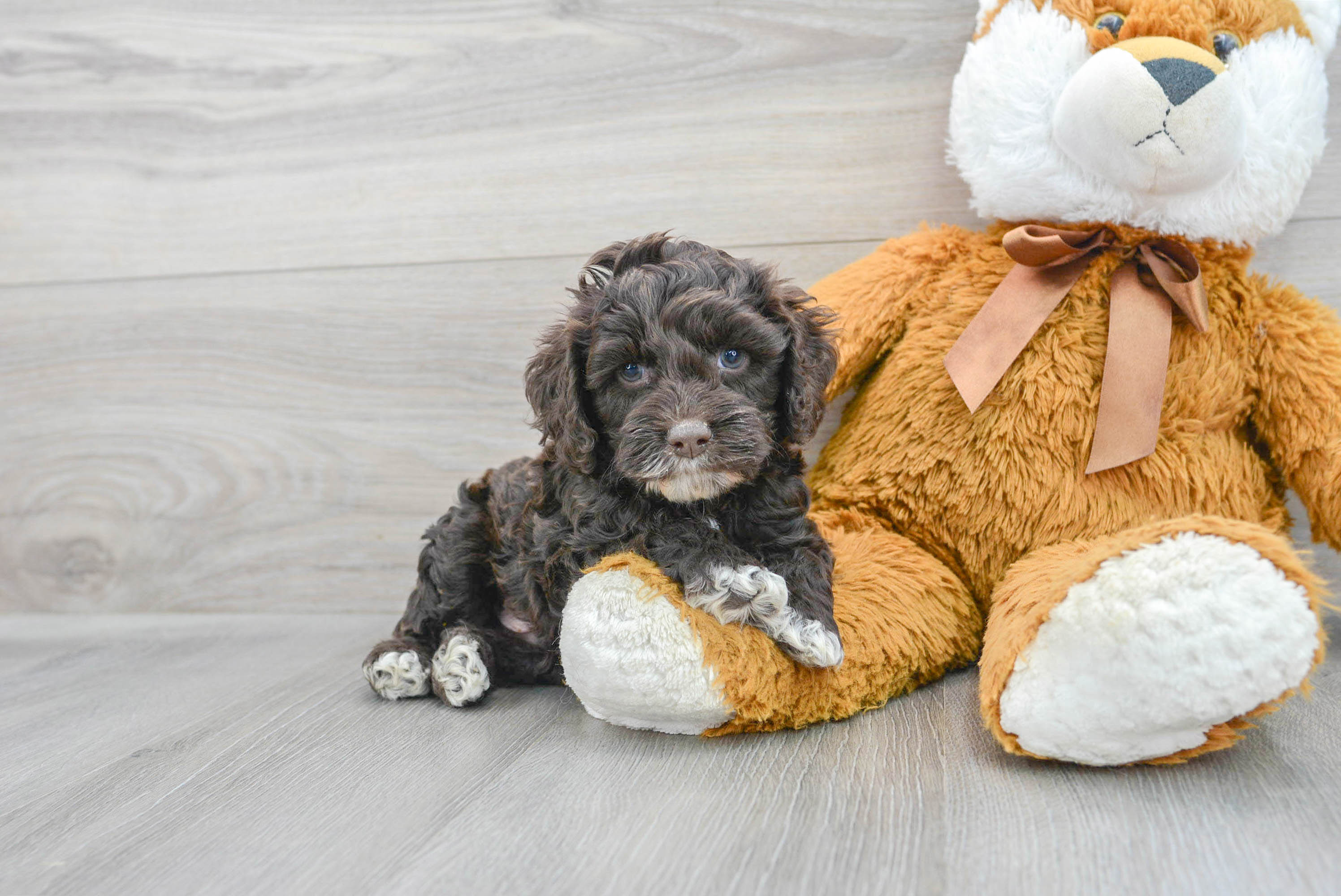 Funny cockapoo fashion