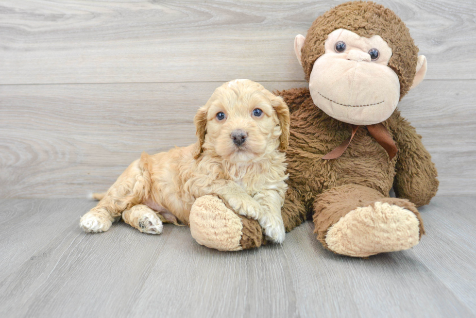 Cockapoo Pup Being Cute