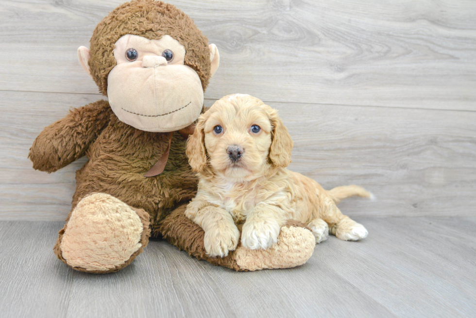 Best Cockapoo Baby