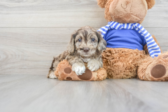 Cockapoo Pup Being Cute