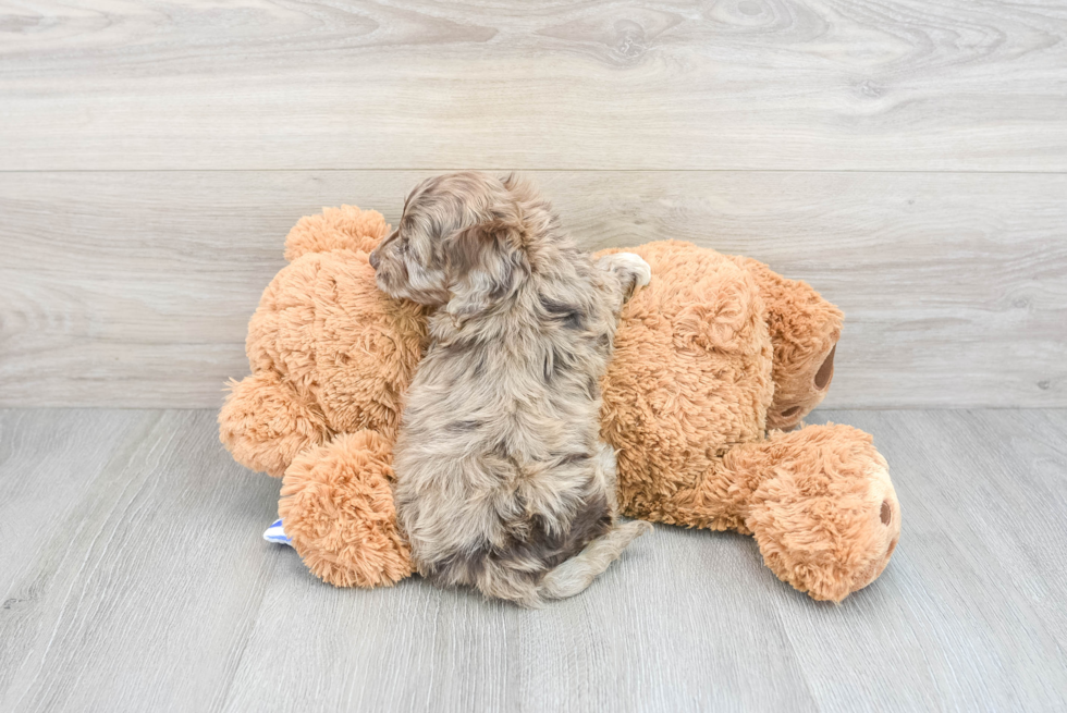 Funny Cockapoo Poodle Mix Pup