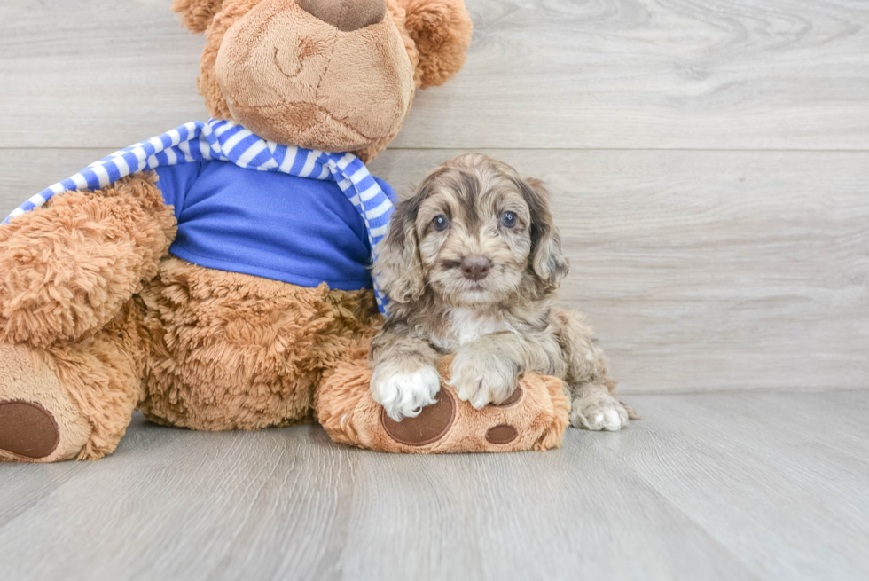 Cockapoo Puppy for Adoption