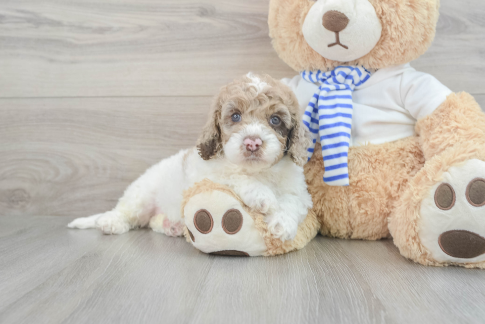Cockapoo Pup Being Cute