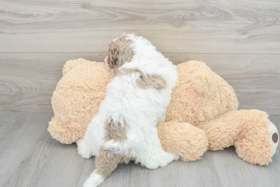 Cockapoo Puppy for Adoption