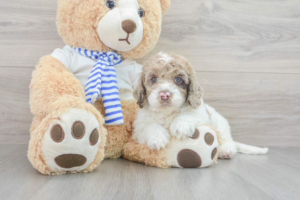 Best Cockapoo Baby