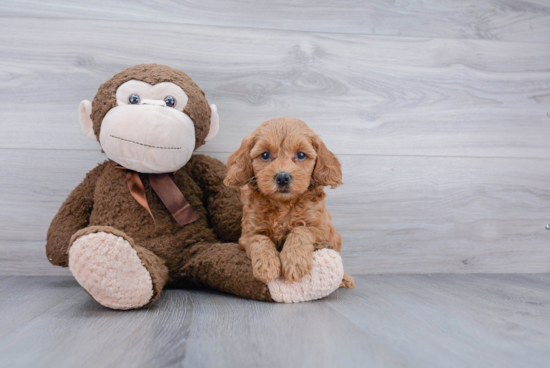 Playful Cockerpoo Poodle Mix Puppy