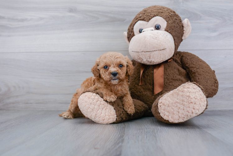 Best Mini Goldendoodle Baby