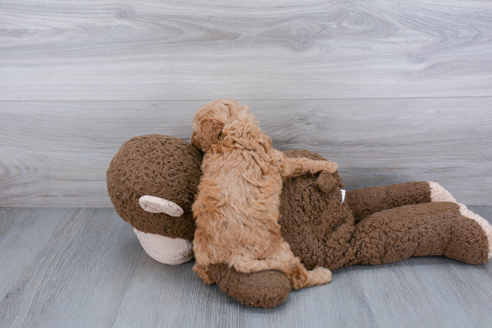 Mini Goldendoodle Puppy for Adoption