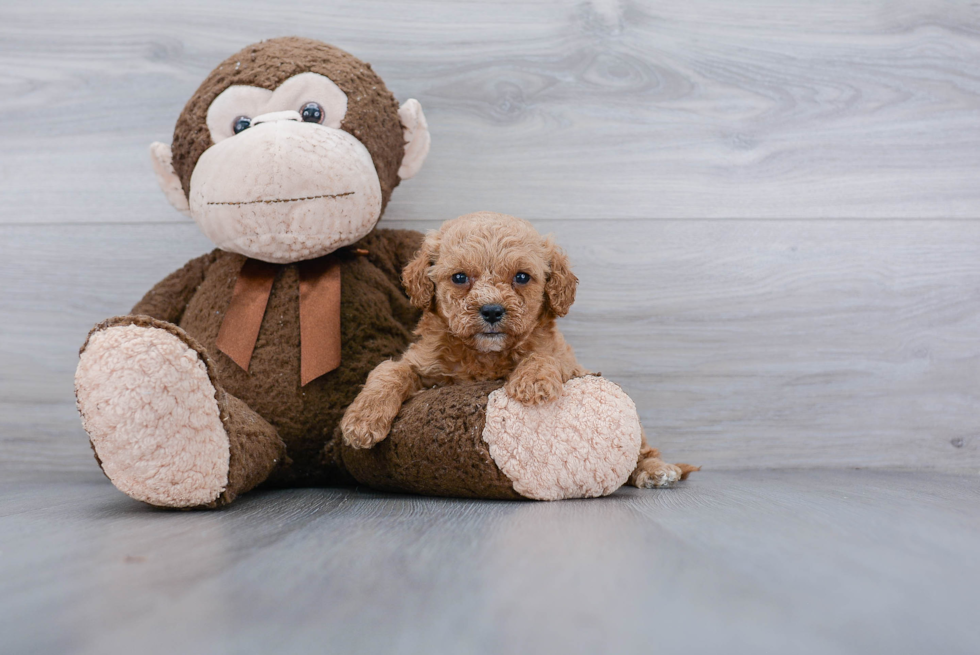 Mini Goldendoodle Puppy for Adoption