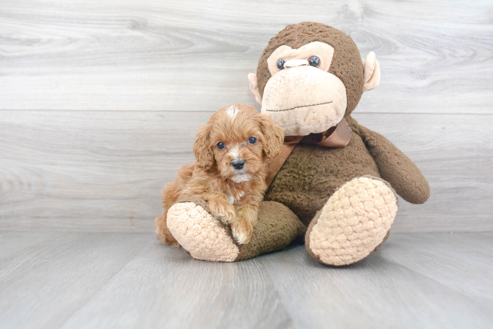 Petite Cockapoo Poodle Mix Pup